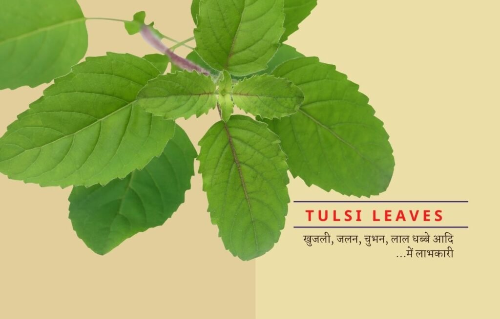 स्किन एलर्जी घरेलू नुस्खे- tulsi leaves  for skin